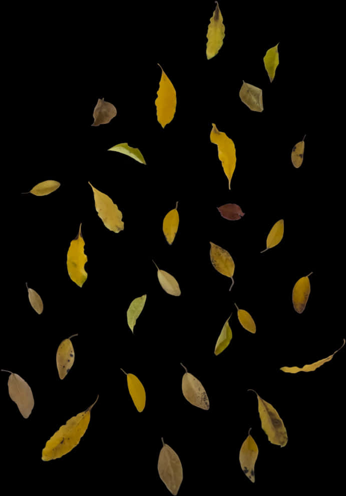Autumn_ Leaves_ Against_ Black_ Background.jpg PNG