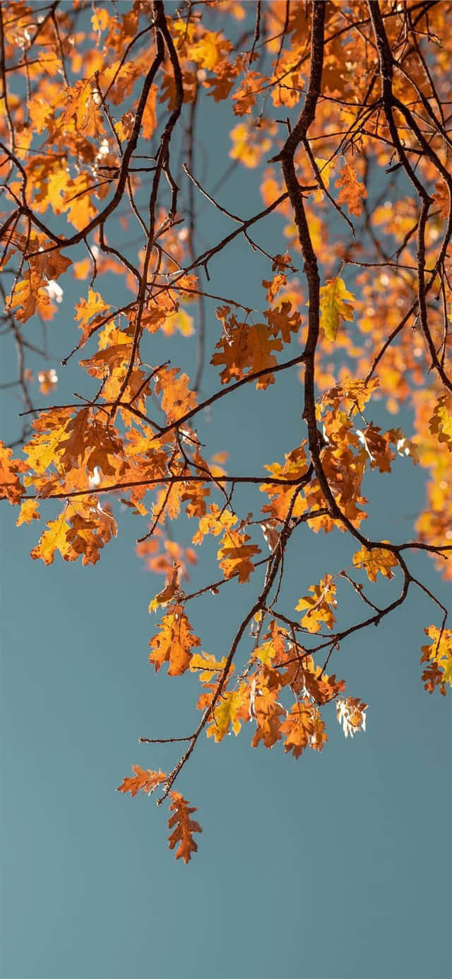 Autumn Leaves Against Blue Sky.jpg Wallpaper