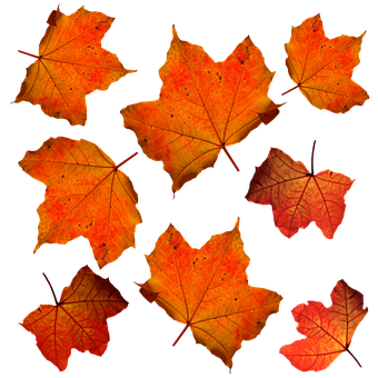 Autumn_ Leaves_ Against_ Dark_ Background PNG