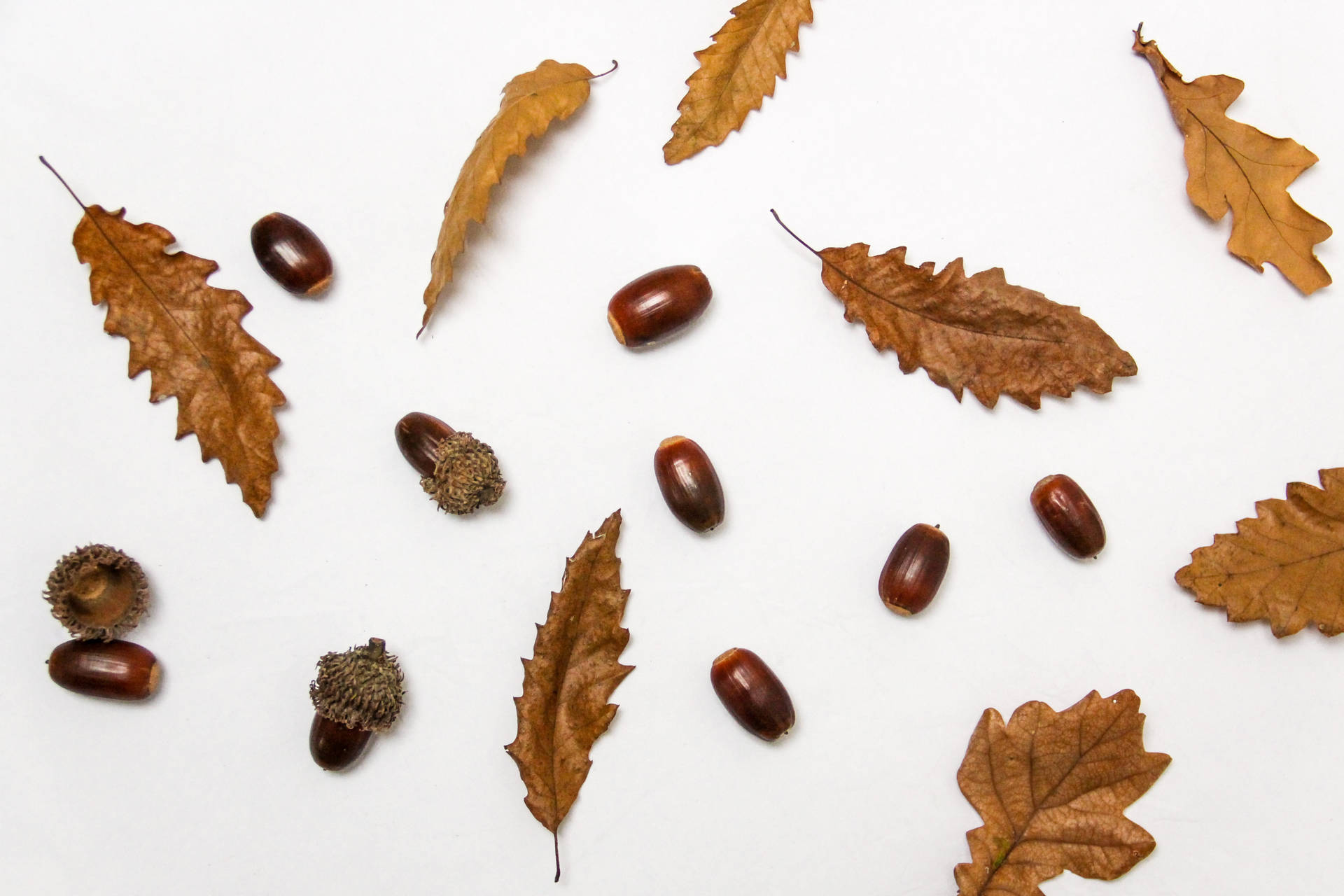 Autumn Leaves And Nuts