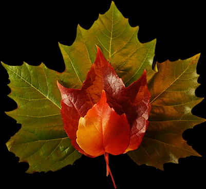 Download Autumn_ Leaves_ Arrangement | Wallpapers.com