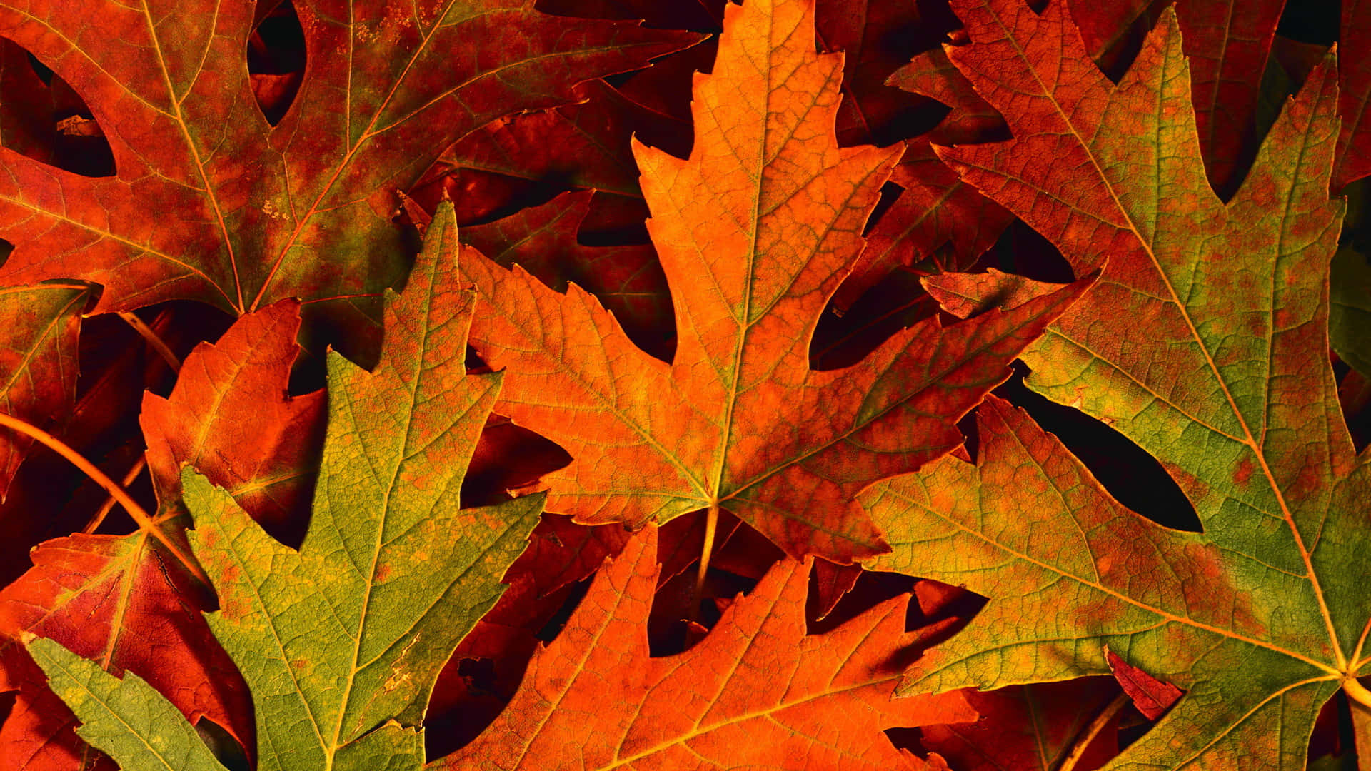 Autumn Leaves Background