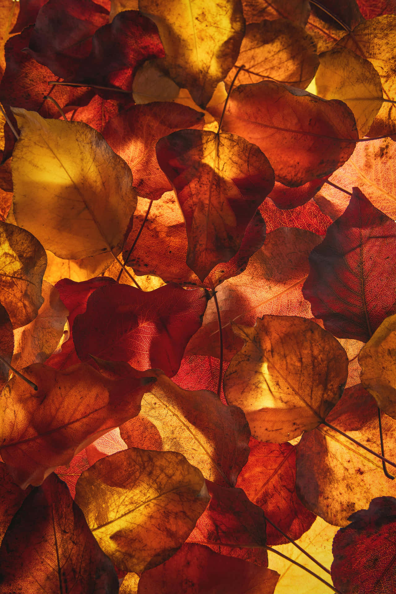 Autumn Leaves Backlit Beauty.jpg Wallpaper