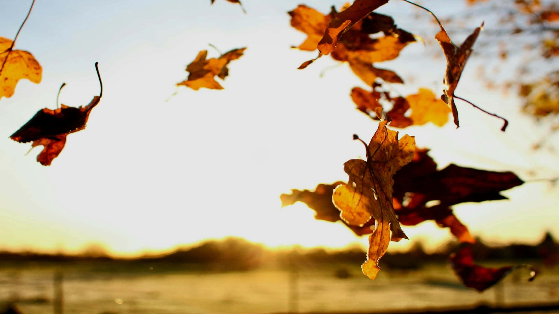 Autumn_ Leaves_ Backlit_by_ Sunset Wallpaper