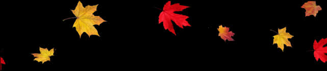 Autumn_ Leaves_ Black_ Background PNG