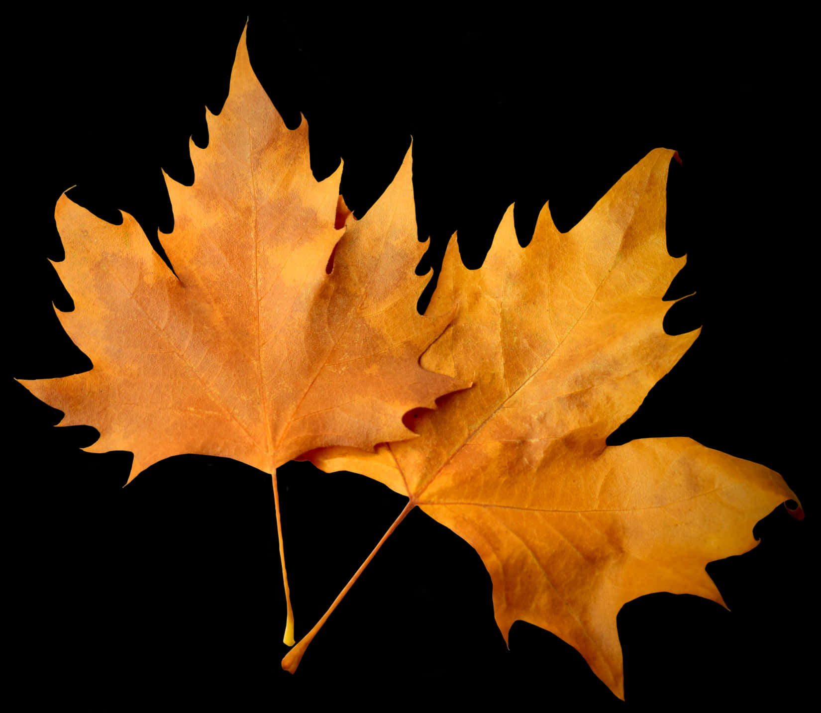 Autumn Leaves Black Background PNG