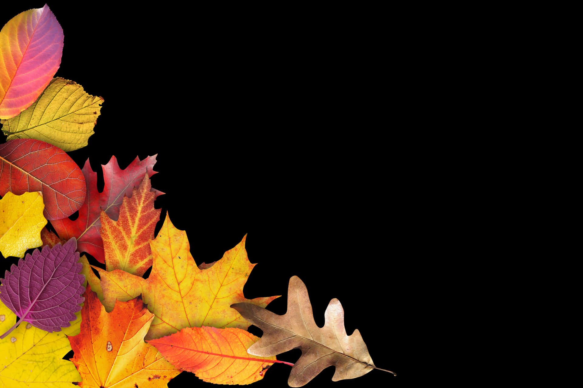 Autumn Leaves Black Background.jpg PNG