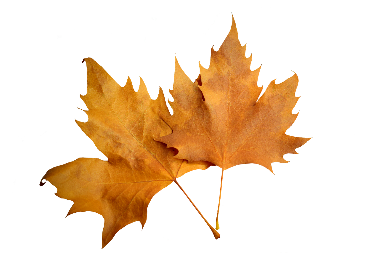 Autumn Leaves Black Background PNG