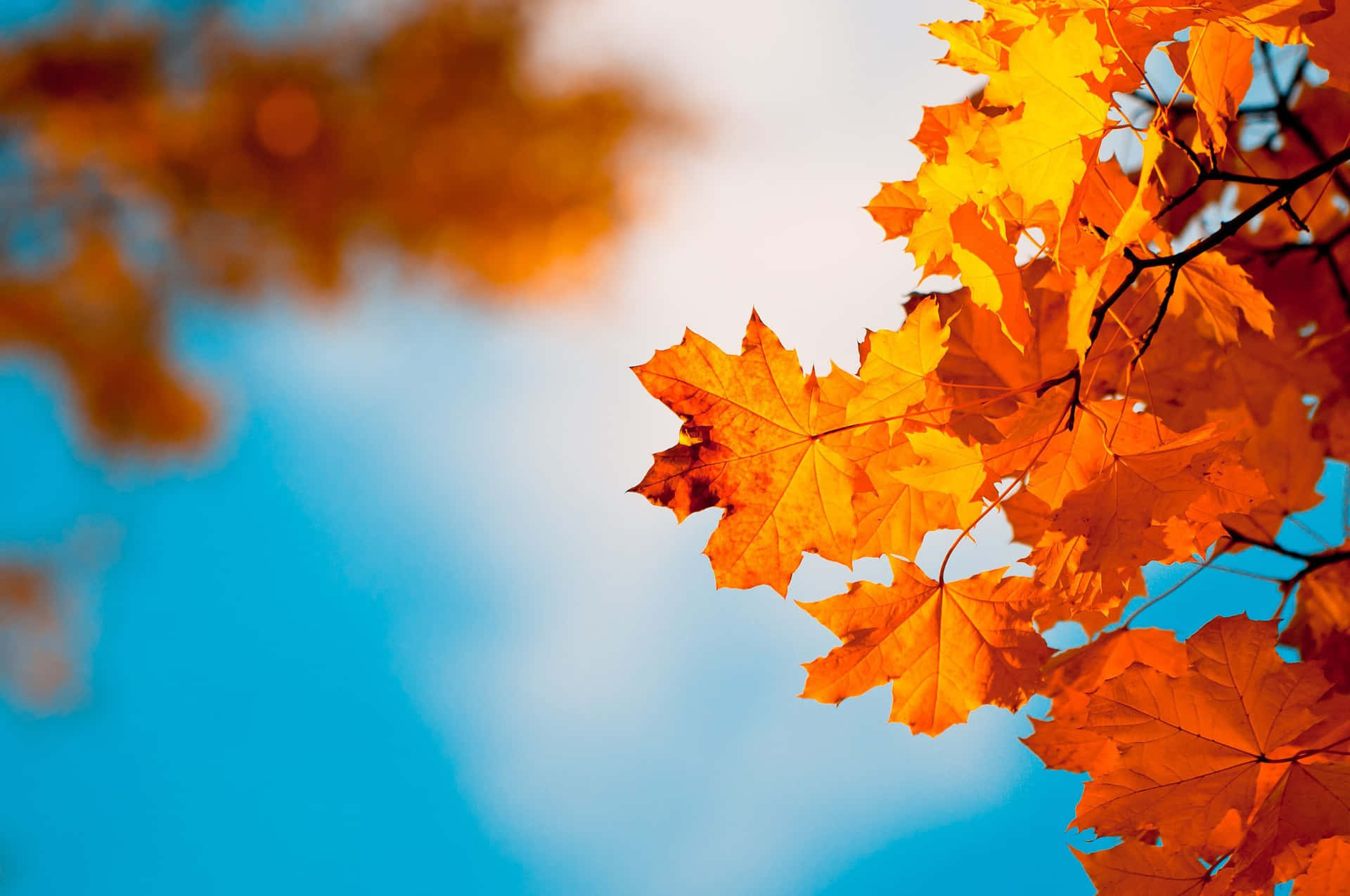Autumn Leaves Blue Sky Backdrop Wallpaper