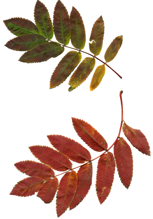 Autumn Leaves Branches.png PNG