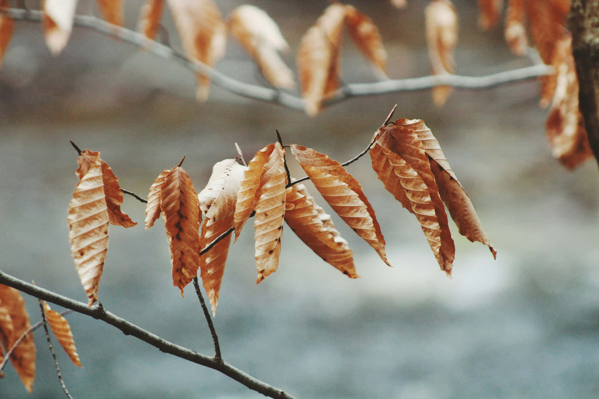 Autumn Leaves Brown Aesthetic Wallpaper