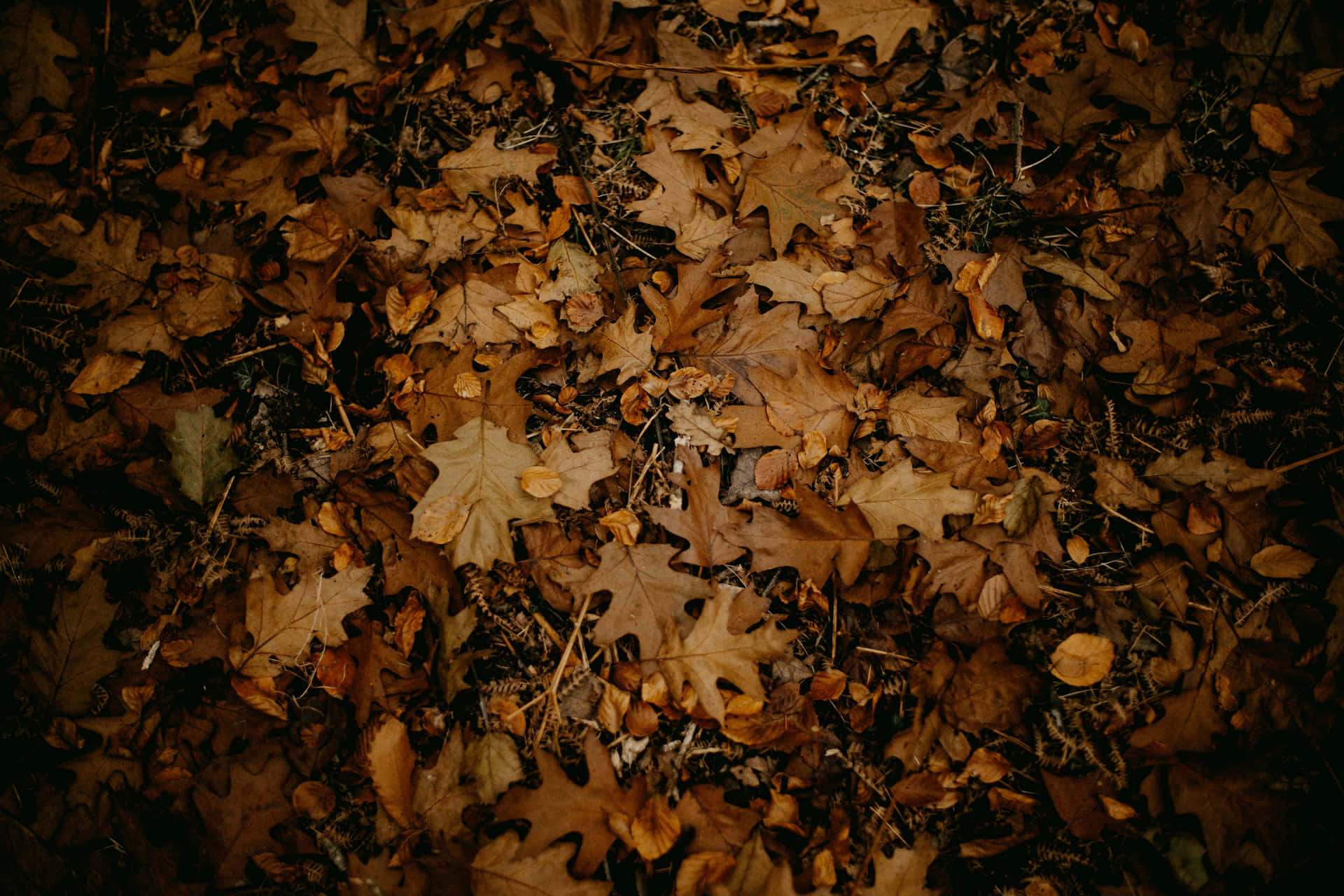 Autumn Leaves Carpet Wallpaper