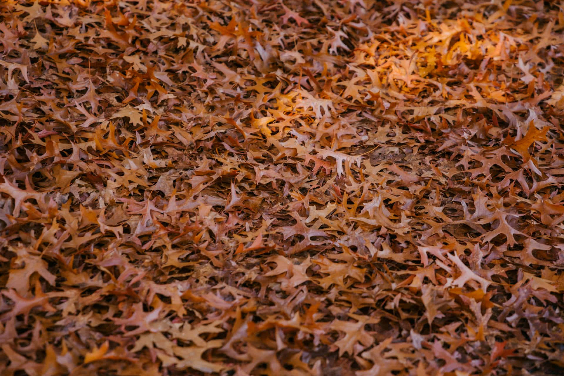 Autumn Leaves Carpet Wallpaper