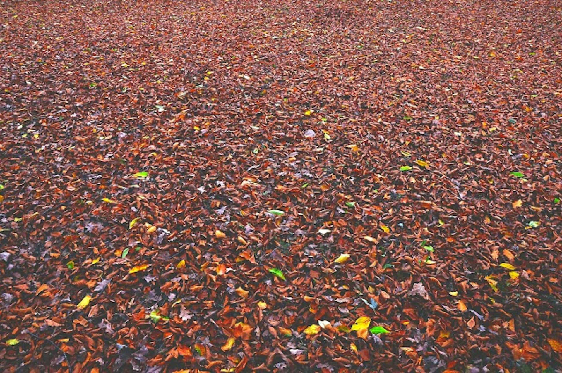 Autumn Leaves Carpet Wallpaper