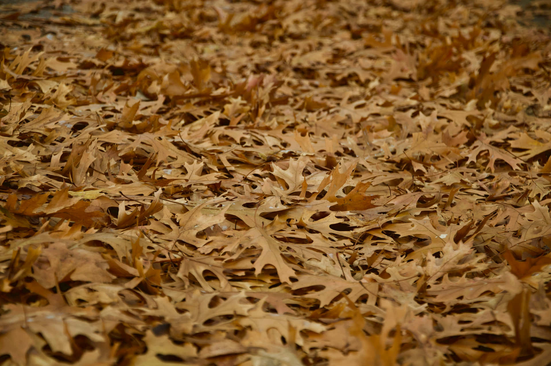 Autumn Leaves Carpet Wallpaper