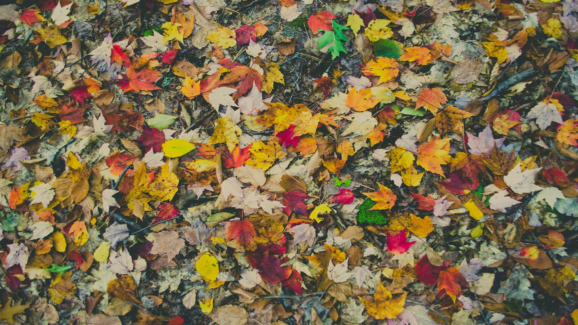 Autumn Leaves Carpet H D Desktop Wallpaper