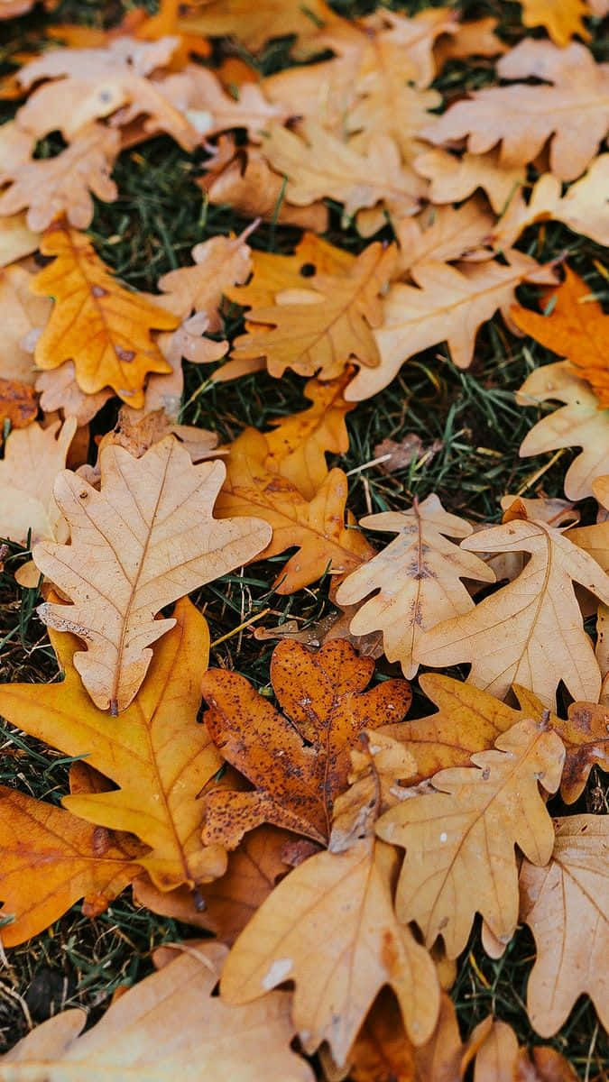 Autumn Leaves Carpet.jpg Wallpaper