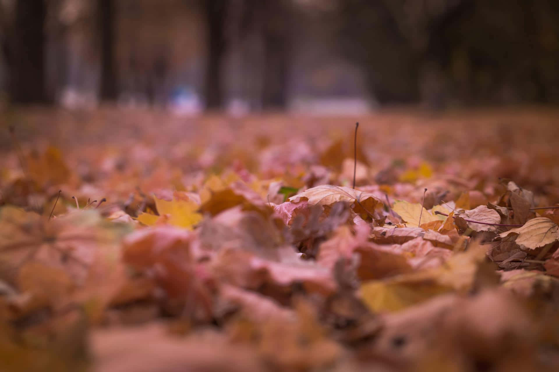 Autumn Leaves Carpet Wallpaper