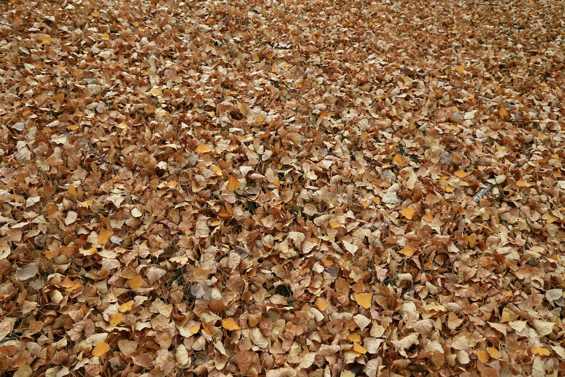 Autumn Leaves Carpet Wallpaper