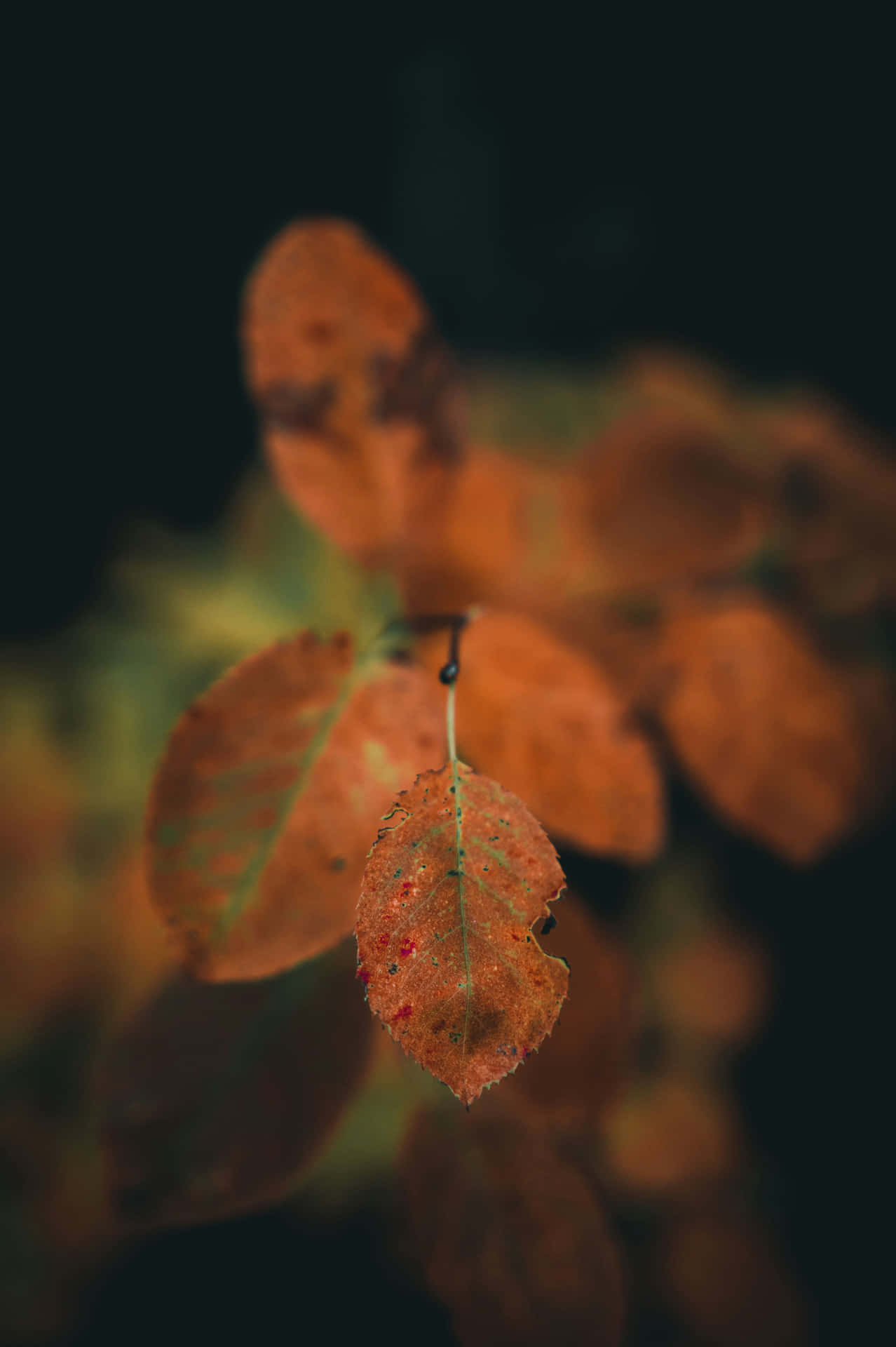 Autumn Leaves Closeup Brown Aesthetic Wallpaper