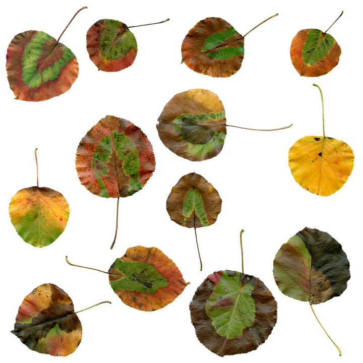 Autumn Leaves Collage PNG