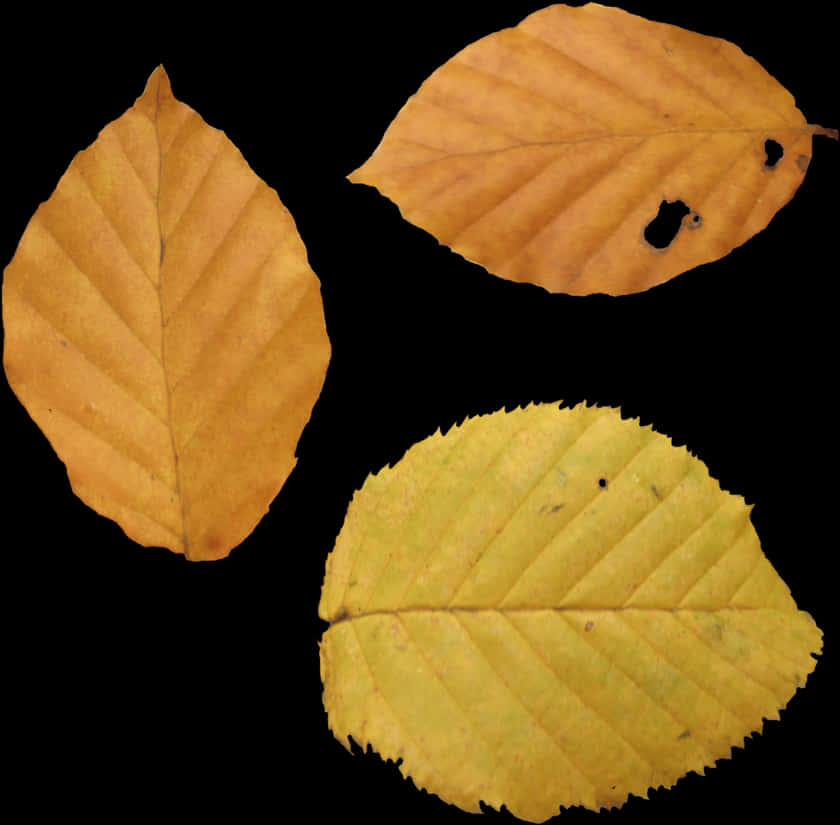 Autumn Leaves Collection.jpg PNG