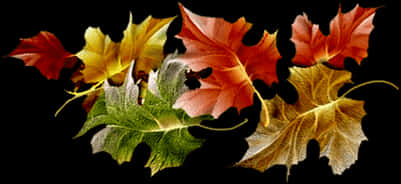 Autumn_ Leaves_ Collection.jpg PNG
