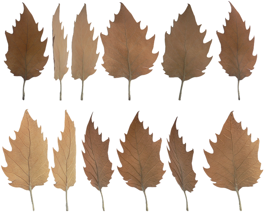 Autumn Leaves Collection Transparent Background PNG