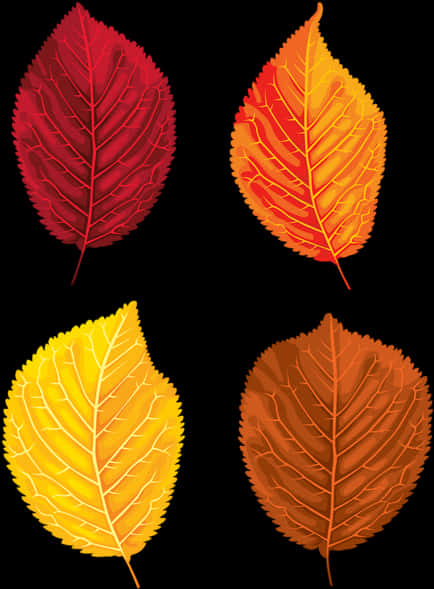 Autumn_ Leaves_ Collection_ Vector PNG