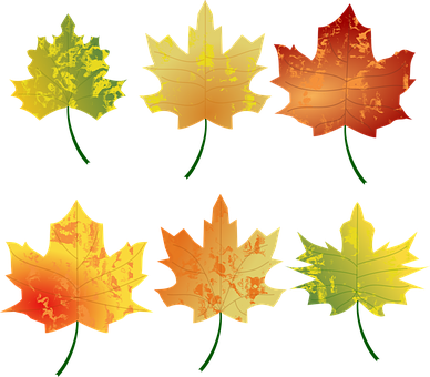 Autumn_ Leaves_ Collection_ Vector PNG