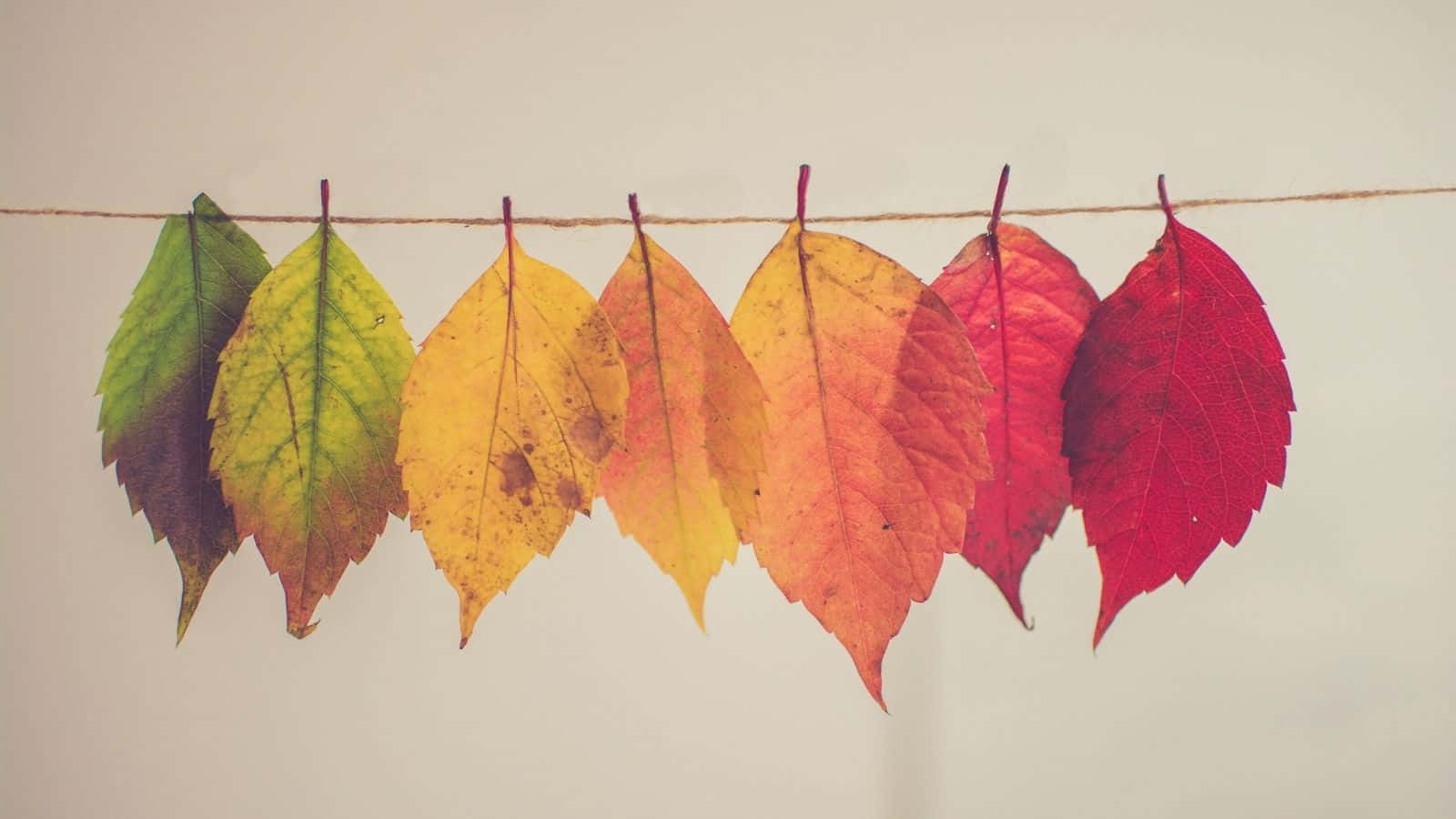 Autumn Leaves Color Gradient.jpg Wallpaper