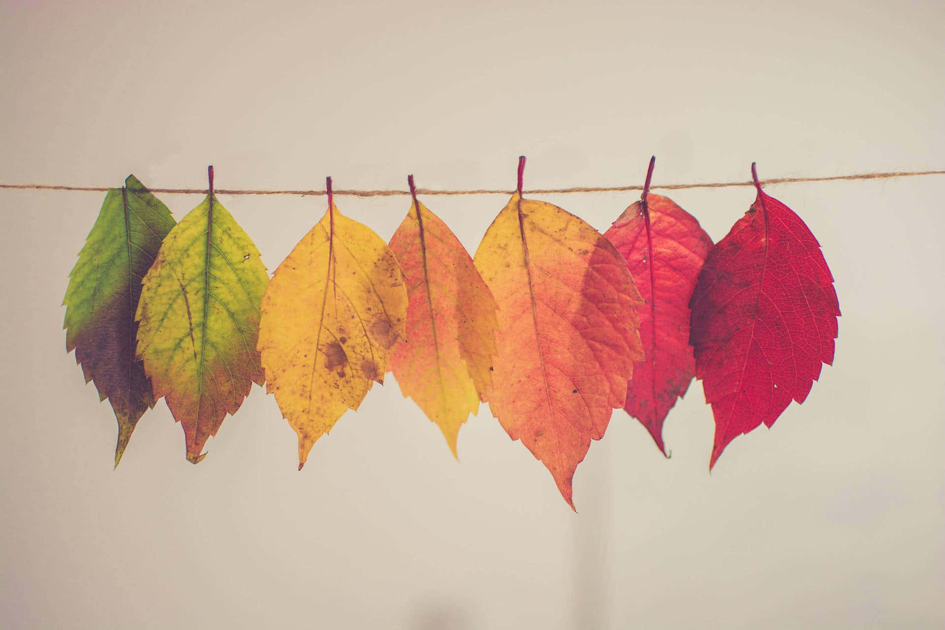 Autumn Leaves Color Progression.jpg Wallpaper