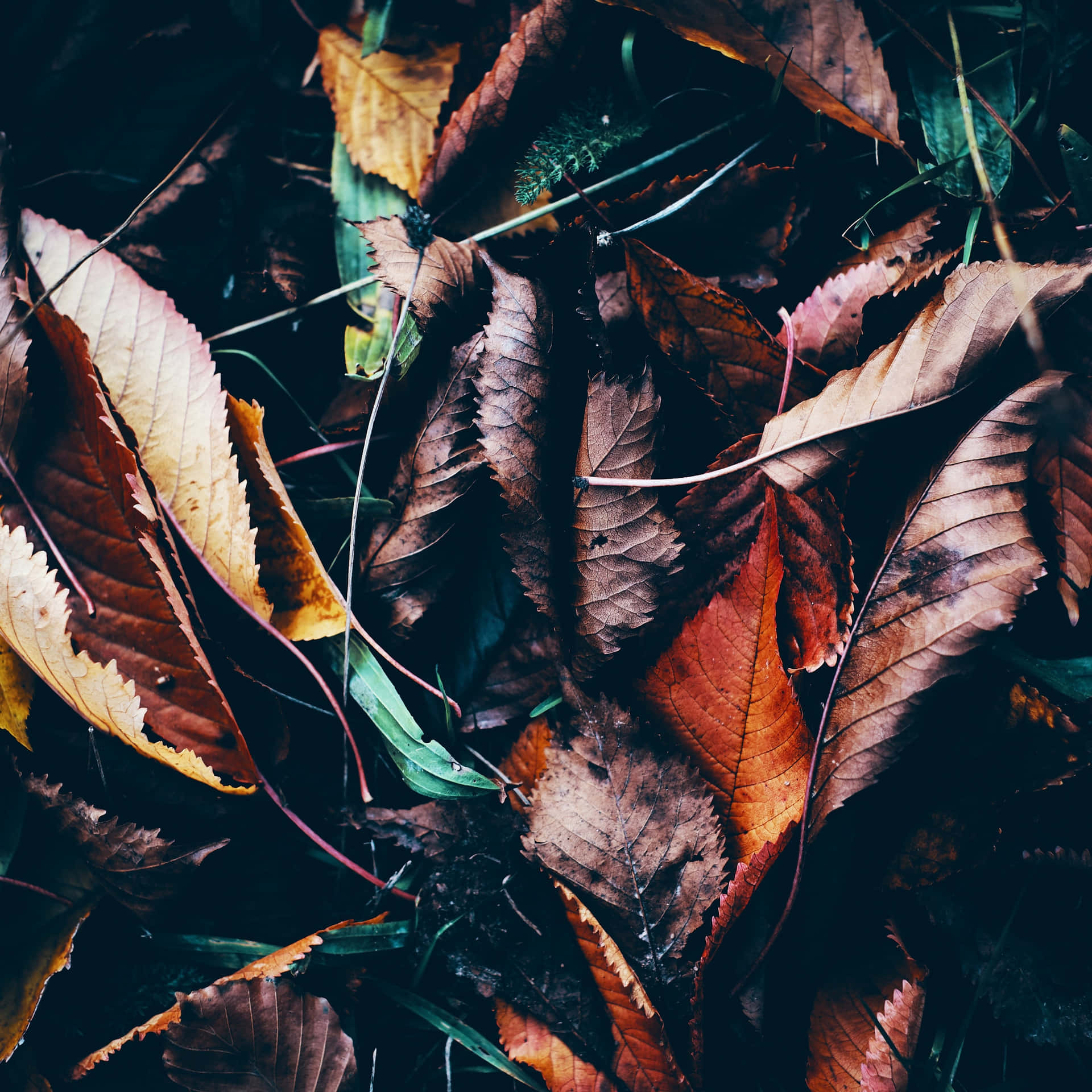 Autumn Leaves Dark Fall Aesthetic.jpg Wallpaper