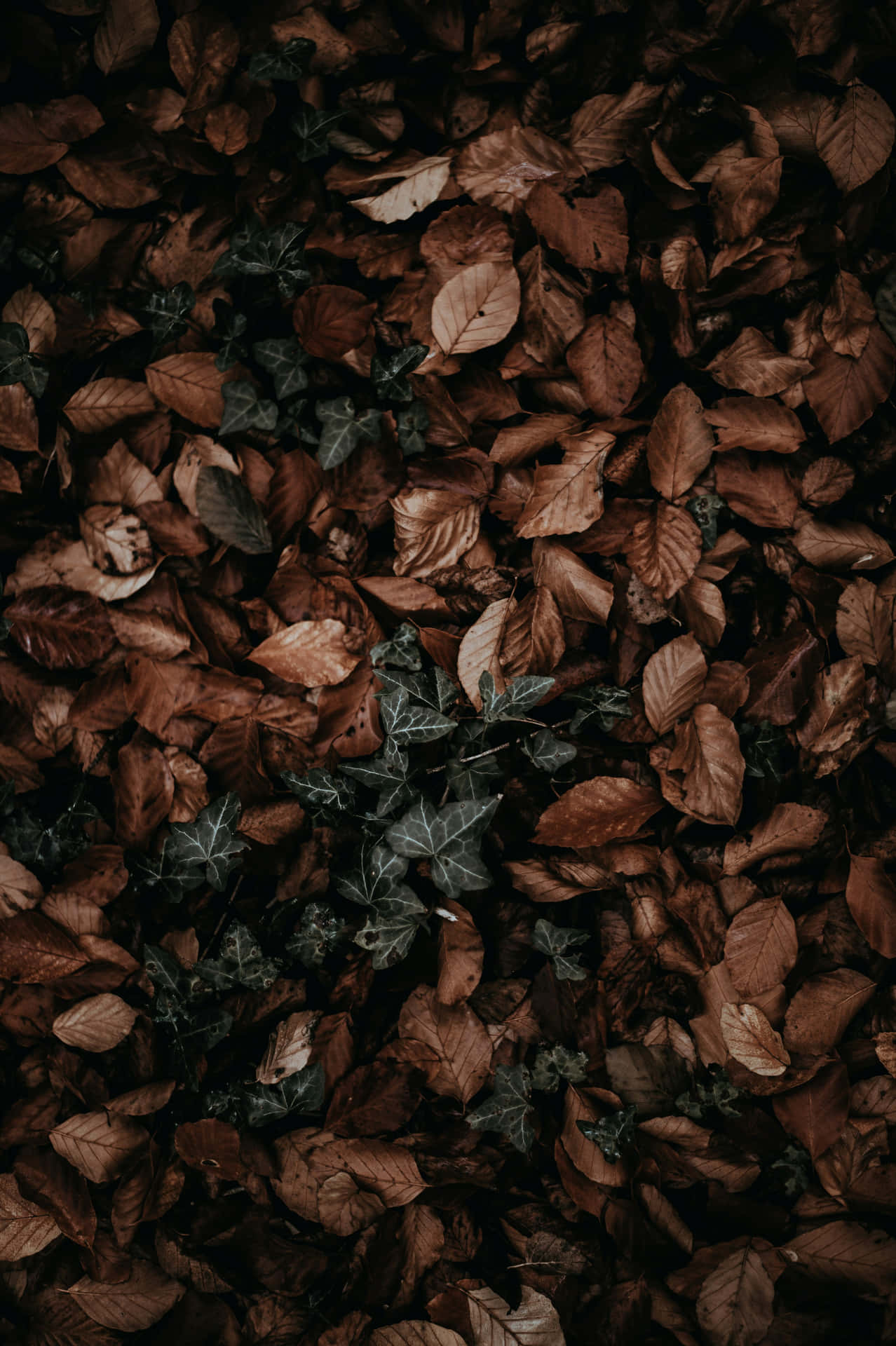 Autumn Leaves Dark Fall Backdrop Wallpaper