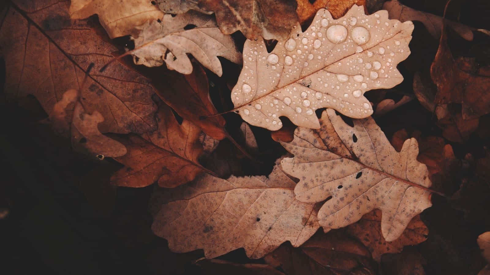 Autumn Leaves Dew Drops.jpg Wallpaper