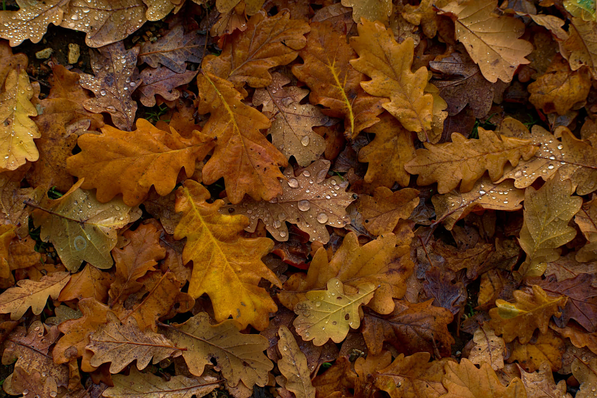 Autumn Leaves Dewdrops.jpg Wallpaper