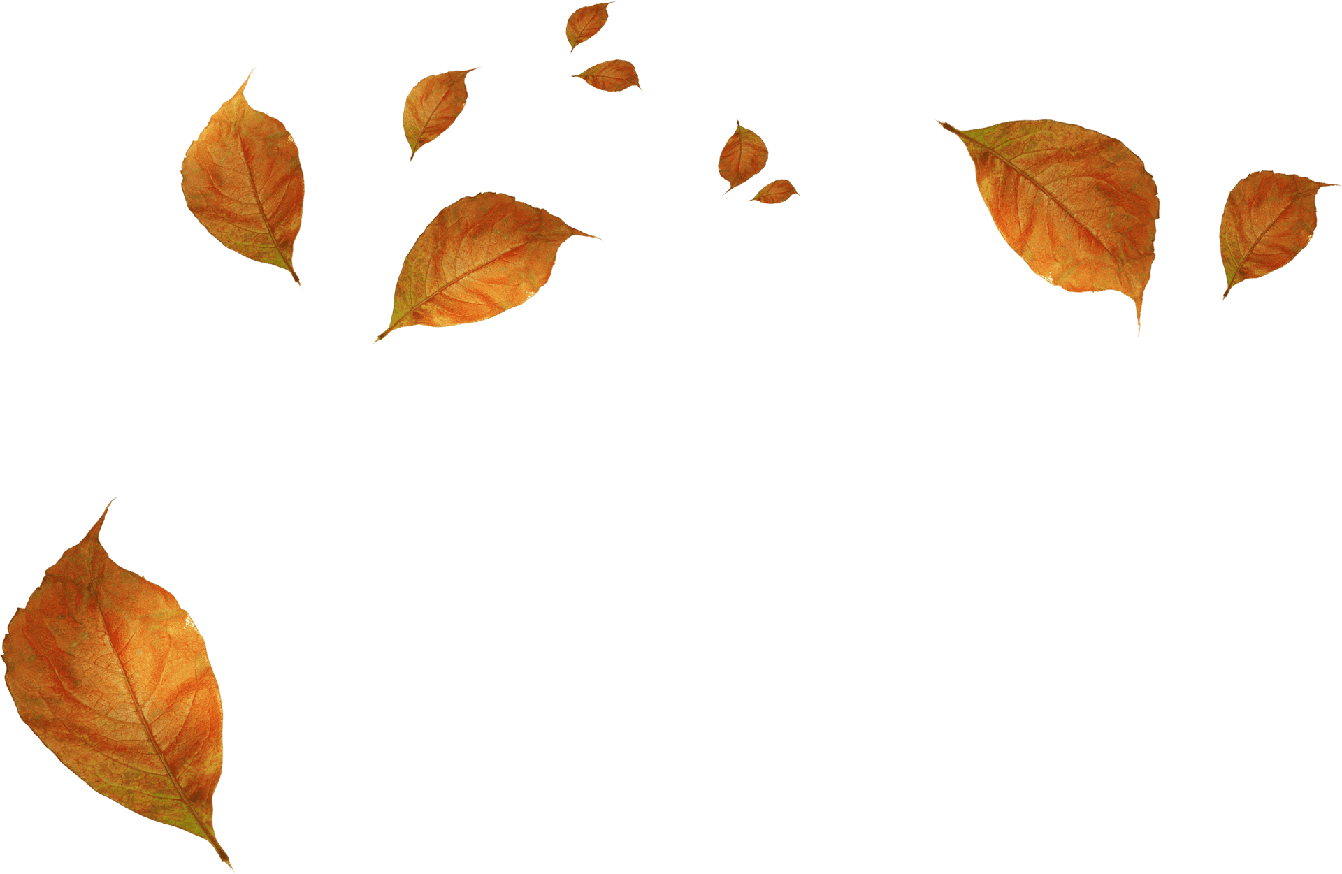 Autumn Leaves Falling Background PNG