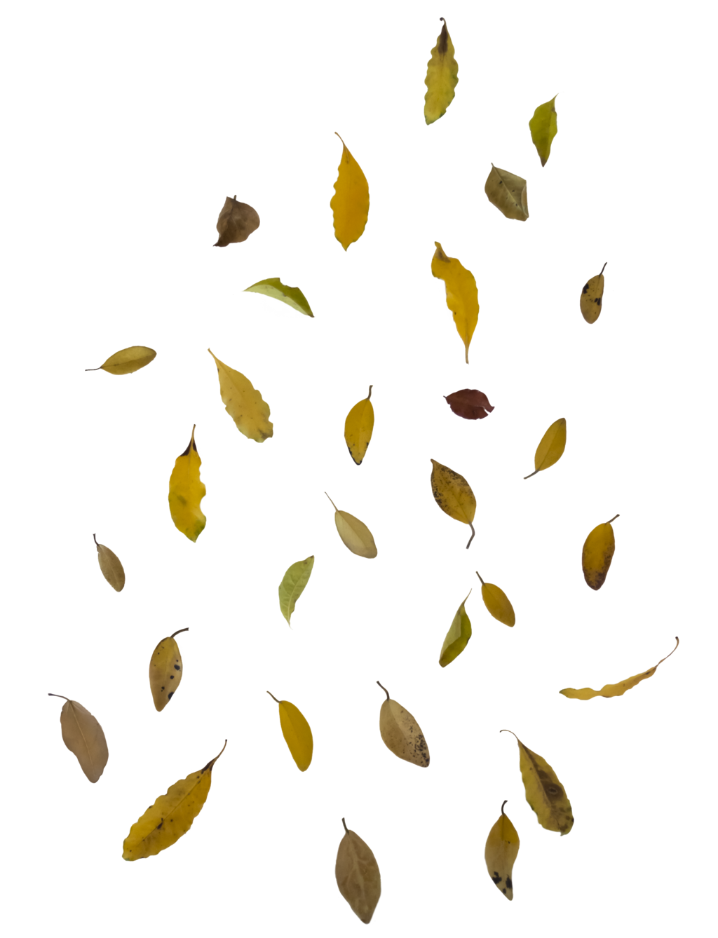 Autumn Leaves Falling Background PNG