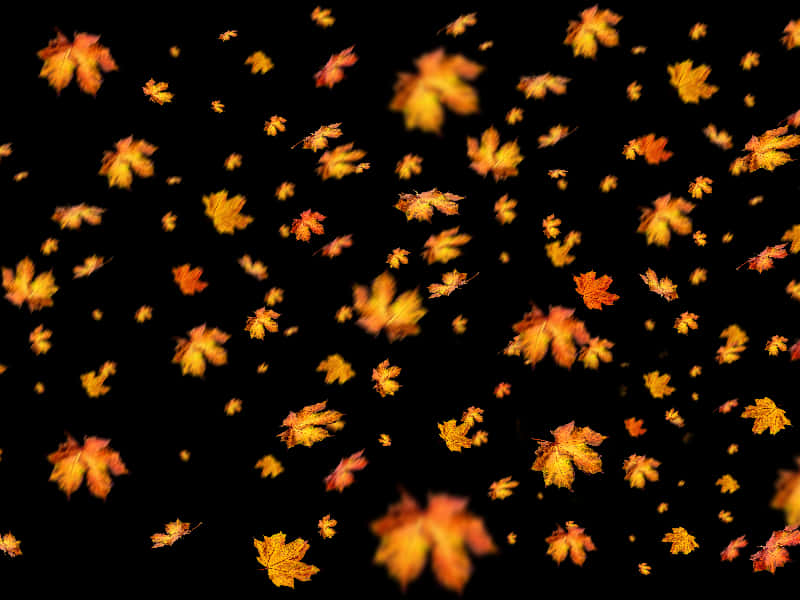Autumn_ Leaves_ Falling_ Black_ Background.jpg PNG
