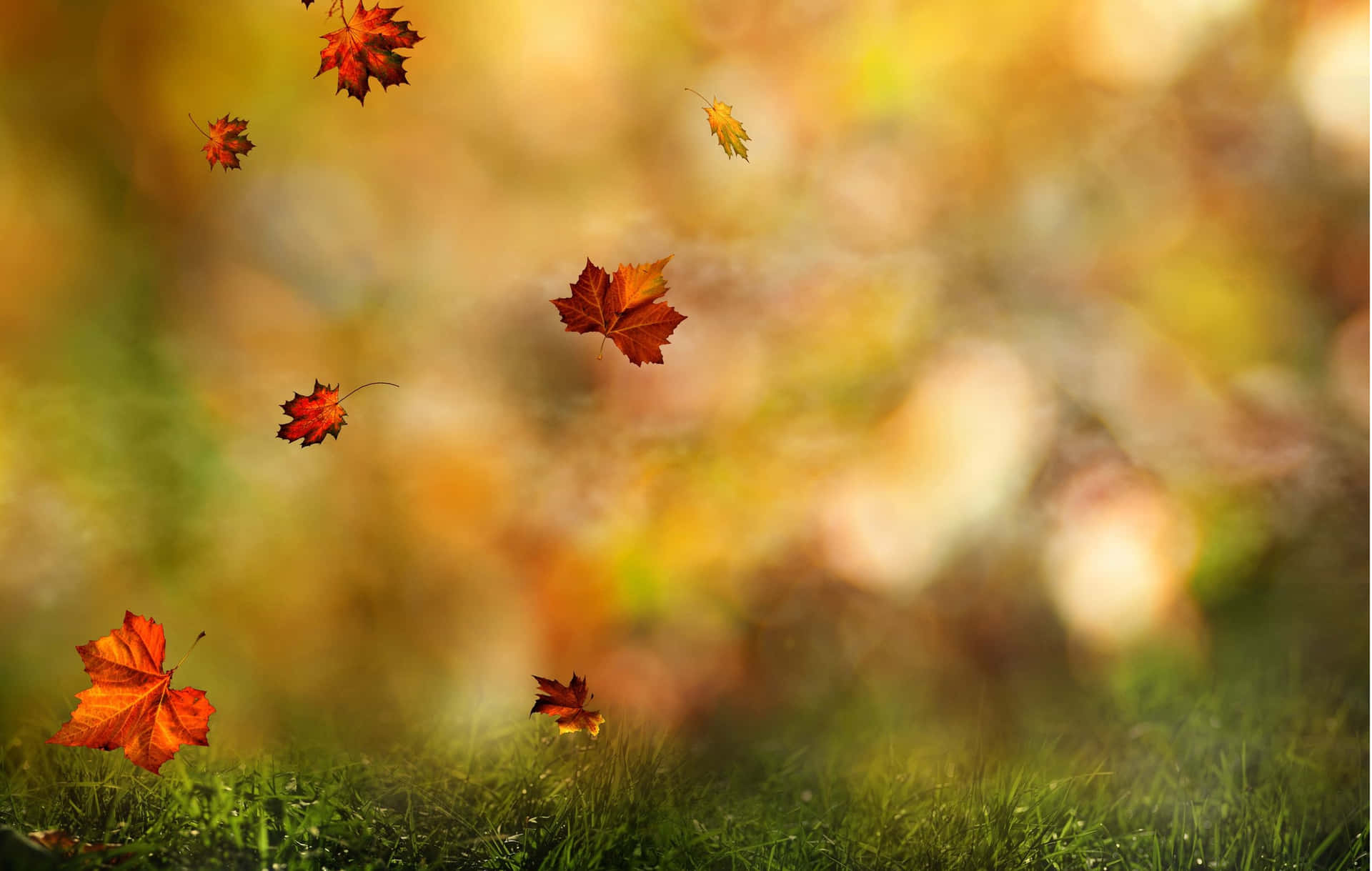 Autumn Leaves Falling Bokeh Background Wallpaper