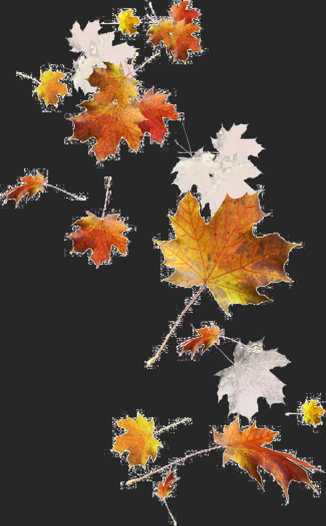 Autumn Leaves Falling Dark Background PNG