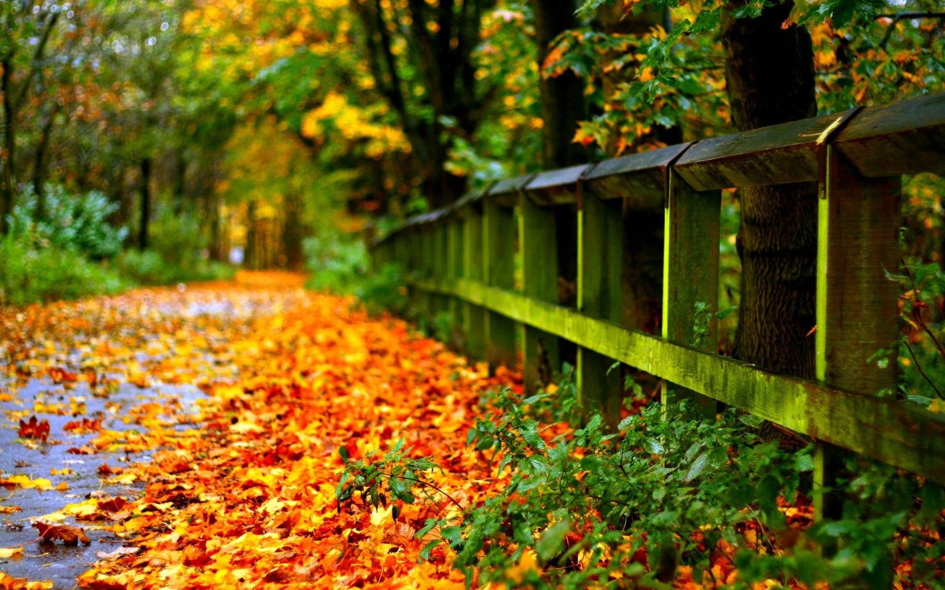 Download Autumn Leaves Full Screen Hd Desktop Wallpaper 