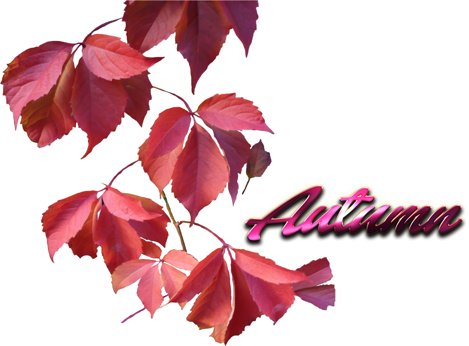 Autumn Leaves Graphic PNG