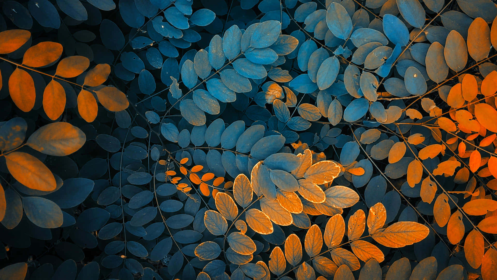 Autumn Leaves In Blue Orange Gradient.jpg Wallpaper
