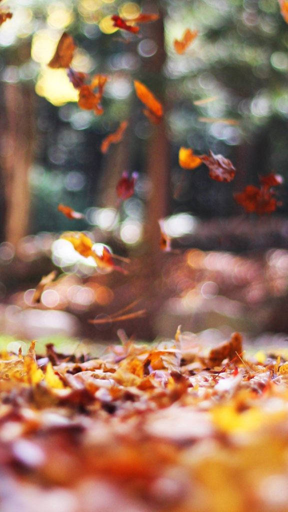 Autumn Leaves Iphone