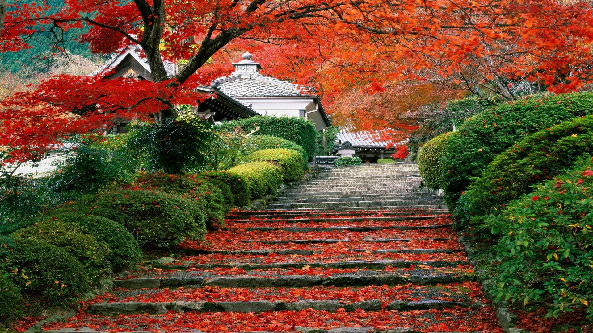 Autumn Leaves Japanese Nature Wallpaper
