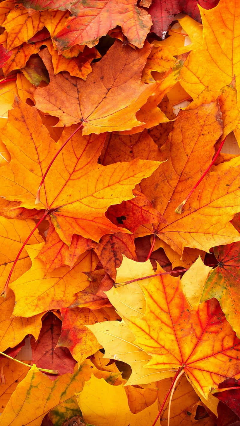 Autumn Leaves Lock Screen Wallpaper