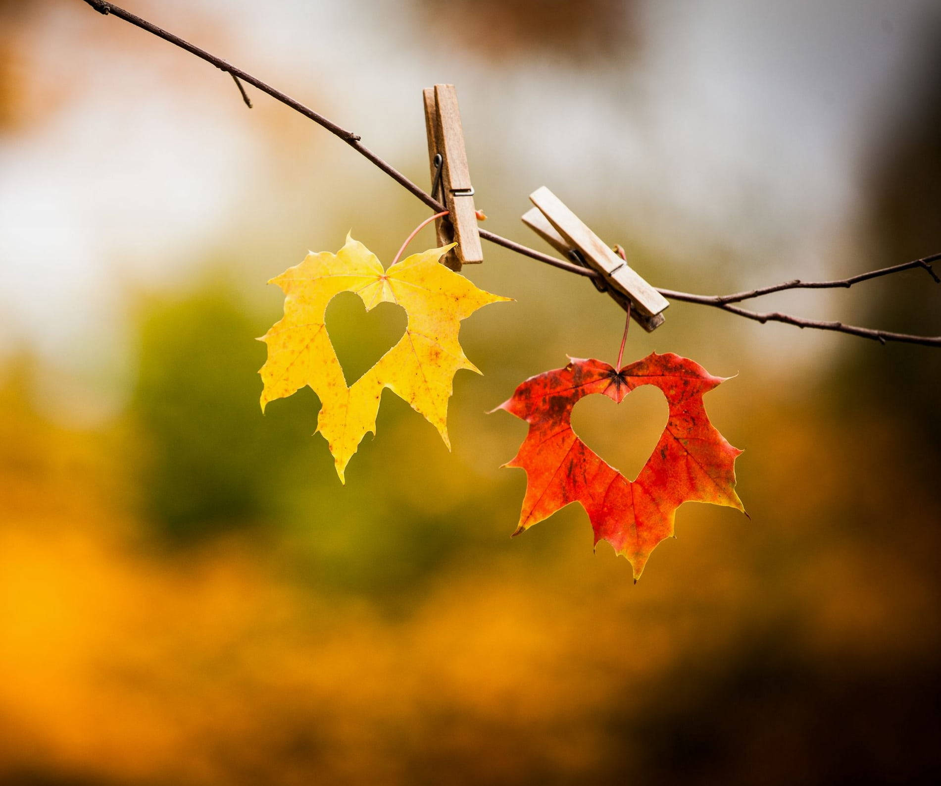 Autumn Leaves Love Nature Wallpaper