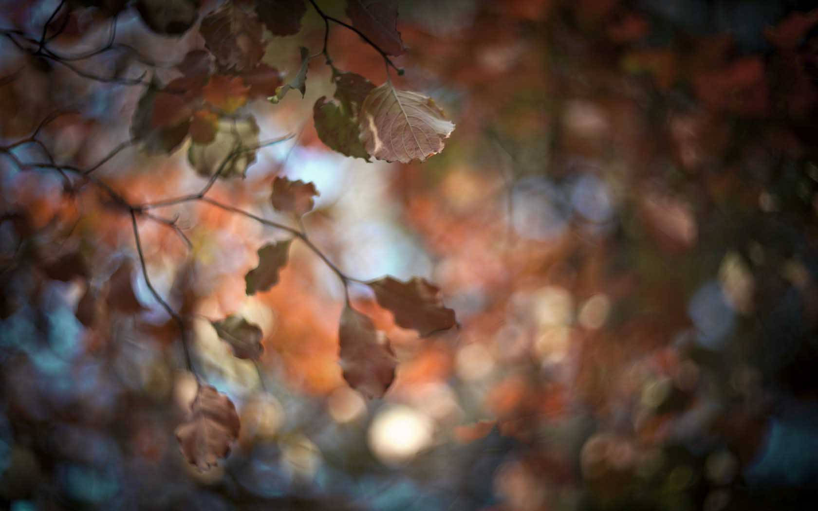 Autumn Leaves Nature Blur Background