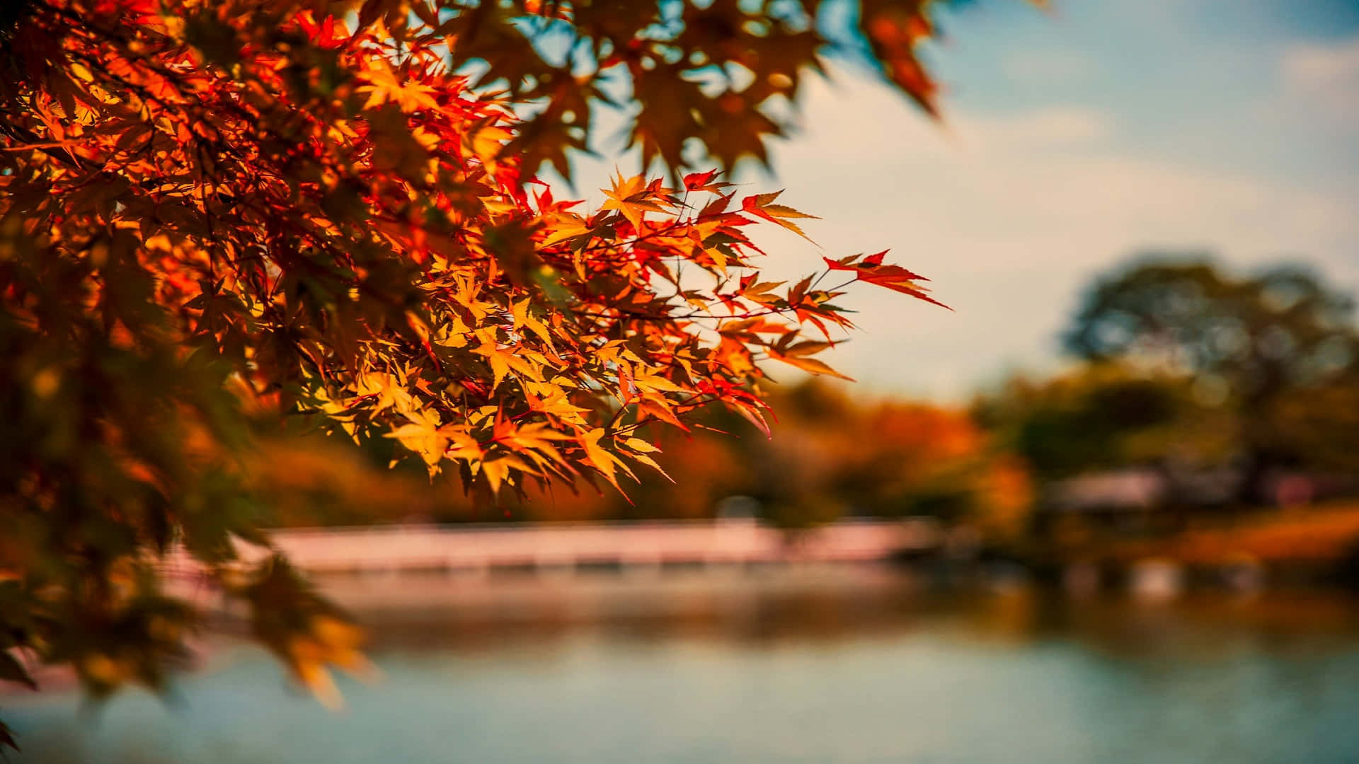 Autumn Leaves Over Water.jpg Wallpaper